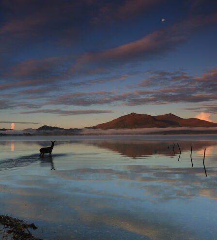 Tranquil lake at dusk with a deer wading, misty hills in the background.