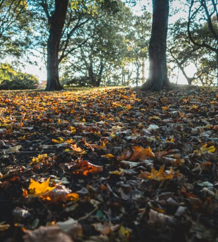 Autumn leaves covering a sunlit park at Scotts Hotel Killarney.