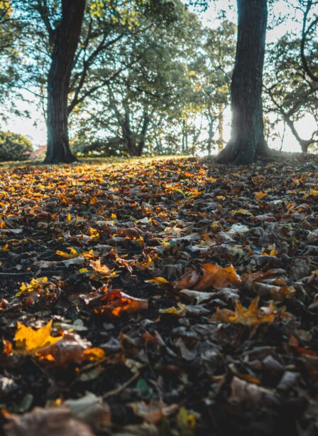 Autumn leaves covering a sunlit park at Scotts Hotel Killarney.