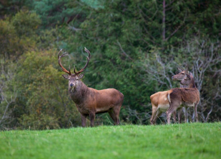 Majestic deer grazing in lush green meadow near woodland at Scotts Hotel Killarney.