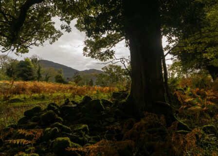 Scenic forest view near Killarney with lush greenery and mountain backdrop.