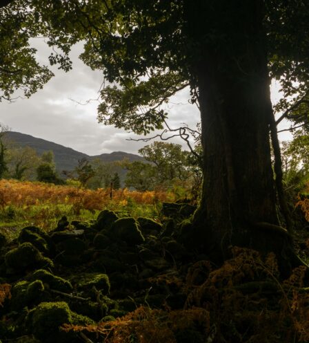 Scenic forest view near Killarney with lush greenery and mountain backdrop.